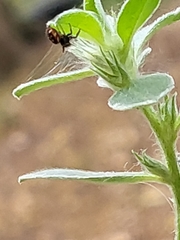 Paraphidippus aurantius