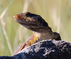 Pseudocordylus microlepidotus microlepidotus