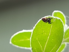 Paraphidippus aurantius