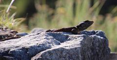 Pseudocordylus microlepidotus microlepidotus