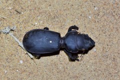 Scarites bucida
