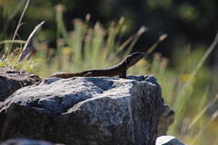 Pseudocordylus microlepidotus microlepidotus