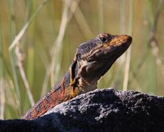 Pseudocordylus microlepidotus microlepidotus