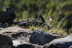 Pseudocordylus microlepidotus microlepidotus