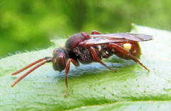 Nomada striata