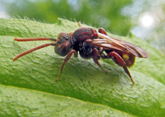 Nomada striata