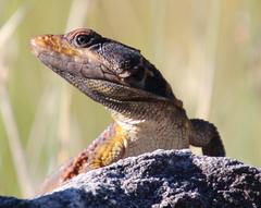 Pseudocordylus microlepidotus microlepidotus