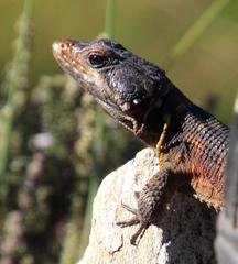 Pseudocordylus microlepidotus microlepidotus