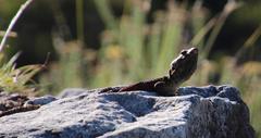 Pseudocordylus microlepidotus microlepidotus
