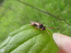 Nomada striata
