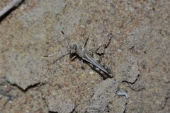 Egnatius apicalis
