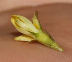 Aspalathus alpestris