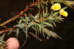 Aspalathus alpestris