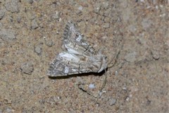 Saragossa siccanorum