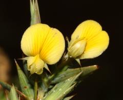 Aspalathus alpestris