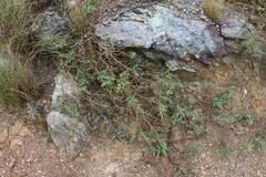 Aspalathus alpestris
