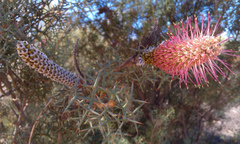 Grevillea paradoxa