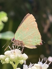 Cyanophrys herodotus