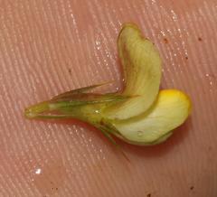 Aspalathus alpestris