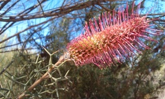 Grevillea paradoxa