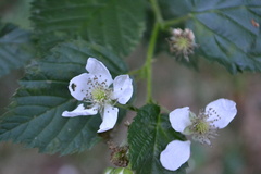 Rubus polonicus