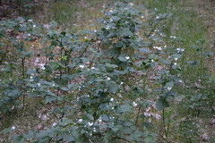 Rubus polonicus
