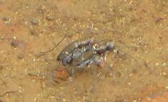 Cylindera disjuncta