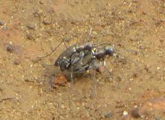 Cylindera disjuncta