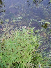 Achillea salicifolia