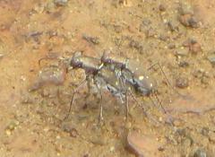 Cylindera disjuncta
