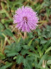 Mimosa strigillosa