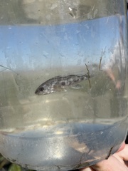 Menticirrhus saxatilis