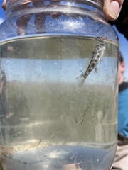 Menticirrhus saxatilis