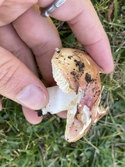 Russula versicolor