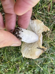 Russula versicolor
