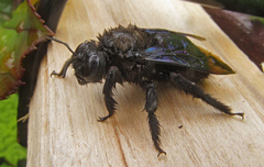 Xylocopa valga