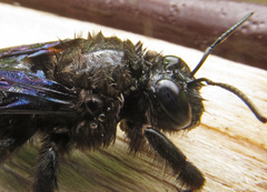 Xylocopa valga