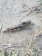 Locusta migratoria