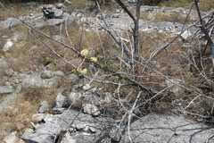 Matelea sagittifolia