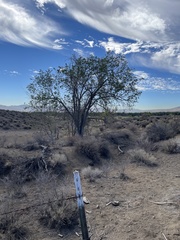 Cercocarpus ledifolius