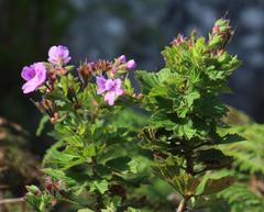 Pelargonium cucullatum strigifolium