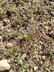 Asteraceae