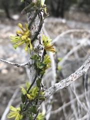 Matelea sagittifolia