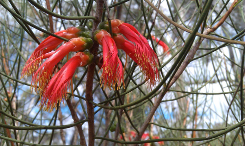 Calothamnus longissimus