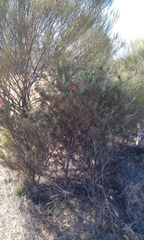 Melaleuca longissima