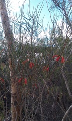 Melaleuca longissima