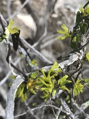 Matelea sagittifolia