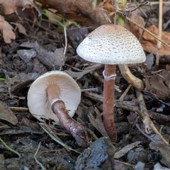 Lepiota lilacea