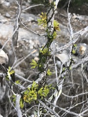 Matelea sagittifolia