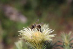 Phylica pubescens pubescens